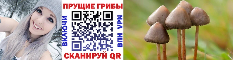 как найти закладки  Пушкино  Псилоцибиновые грибы Cubensis 